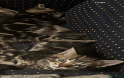 Ragdoll cats for sale: Ragdoll cross 2 boys 2 girls  - Image 2