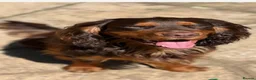 Cocker Spaniel dogs for sale: 🐾 Beautiful working cocker spaniel puppies 🐾  - Advert 18