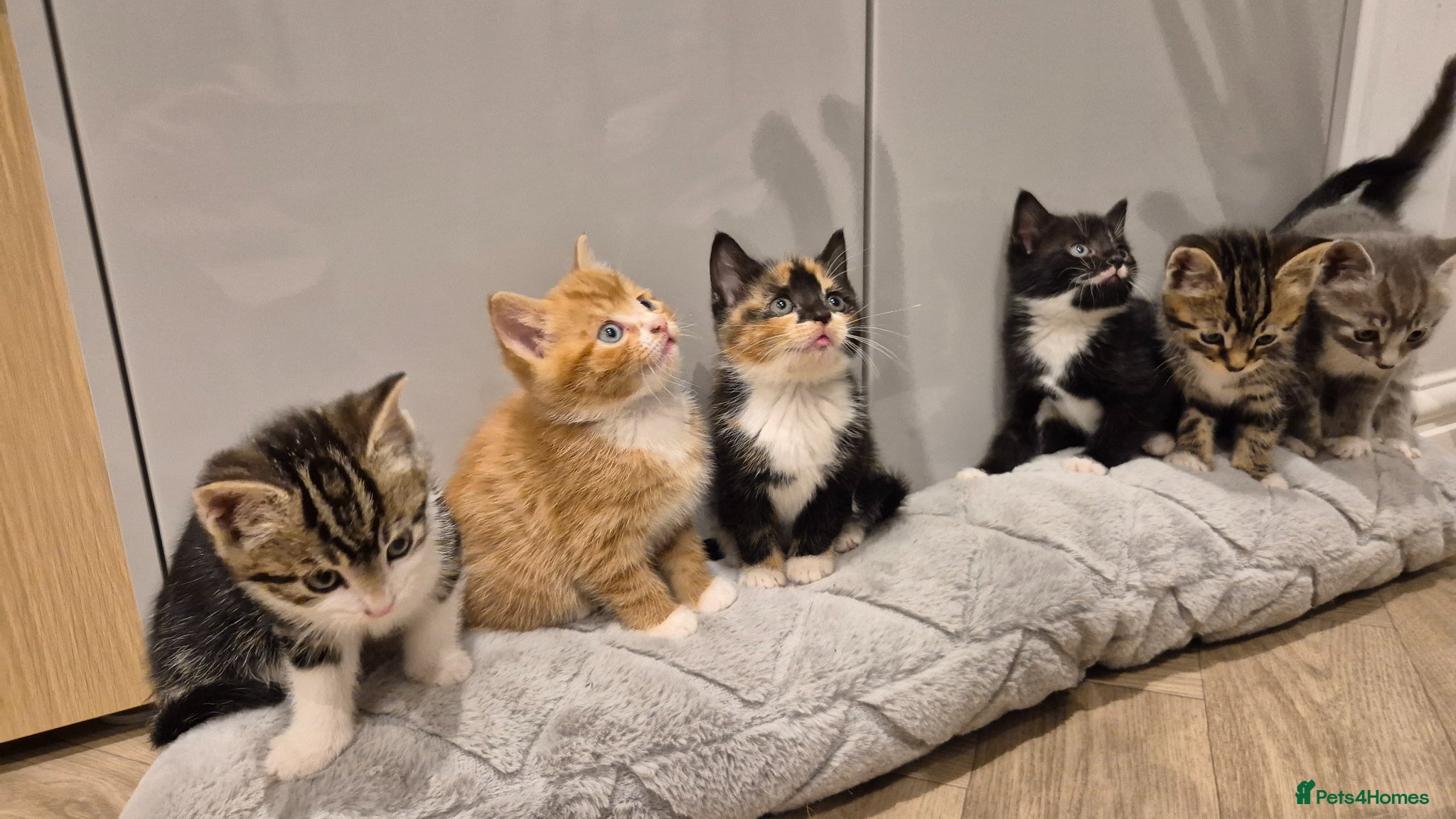 Mixed Breed cats 6 lovely kittens - Advert 2