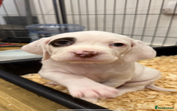 Braque du Bourbonnais dogs for sale: Braque du Bourbonnais Puppies - Image 4