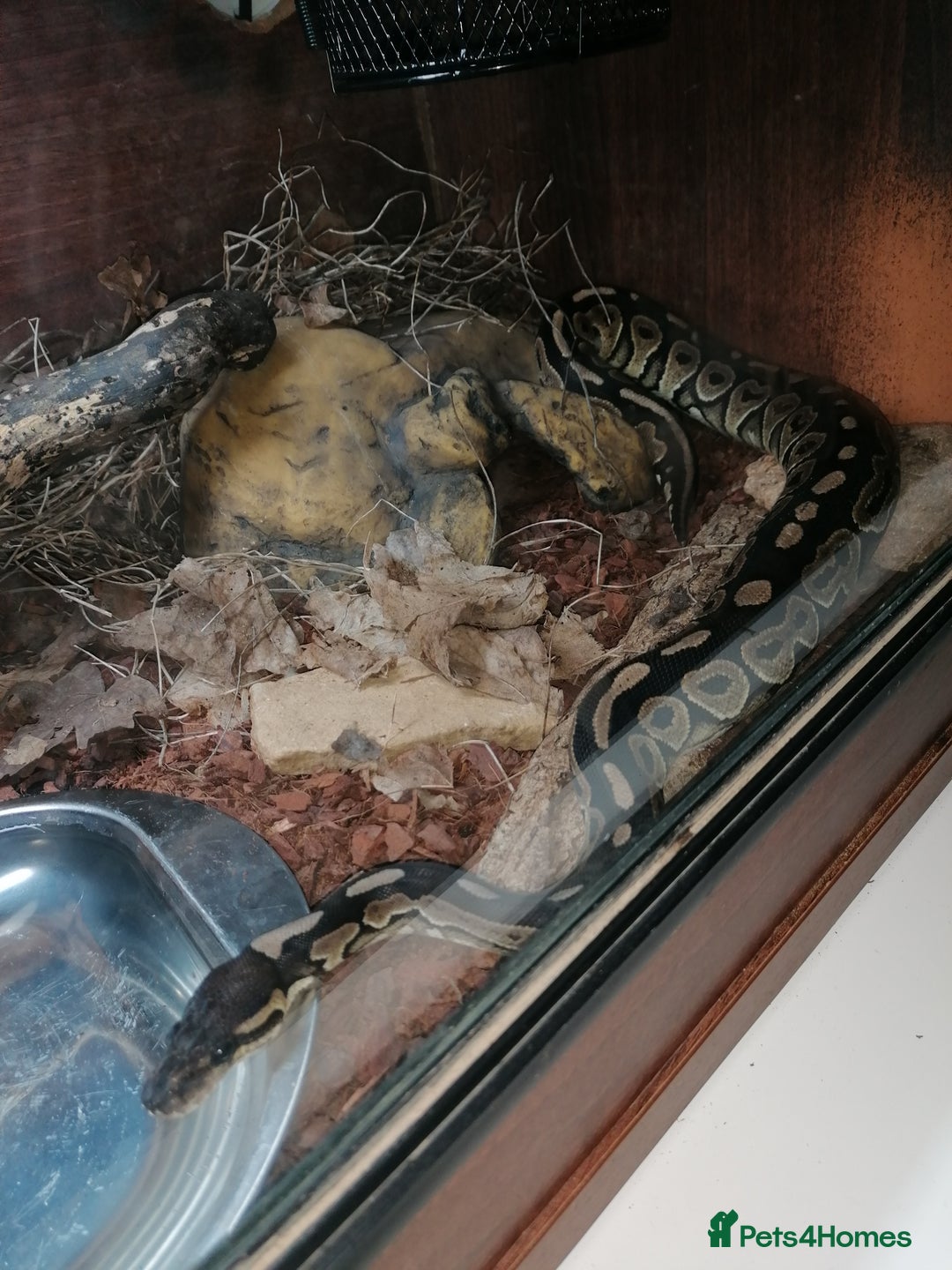 Python Snake reptiles for sale: Gorgeous Cinnamon royal python - Image 7