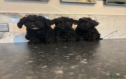 Maltipoo dogs for sale: Toy maltipoo puppies (toy poodle) - Image 5
