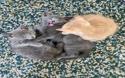 Mixed Breed cats for sale: 3 2 month old TORTIE x BRITISH SHORTHAIR KITTENS - Image 2