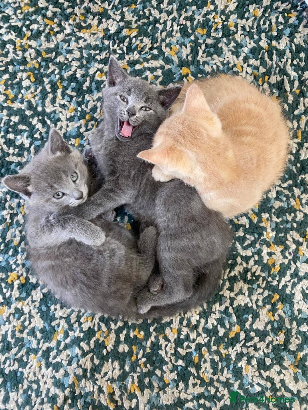 Mixed Breed cats for sale: 3 2 month old TORTIE x BRITISH SHORTHAIR KITTENS - Image 2