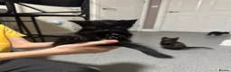Mixed Breed cats for sale: 3 beautiful kittens for sale in Preston - Advert 2