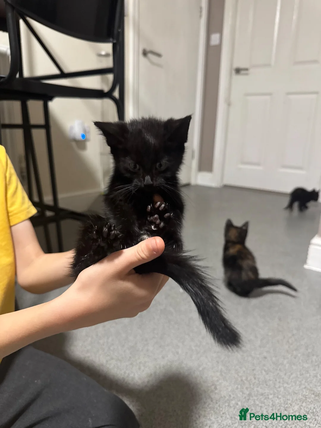 Mixed Breed cats for sale: 3 beautiful kittens for sale in Preston - Advert 2