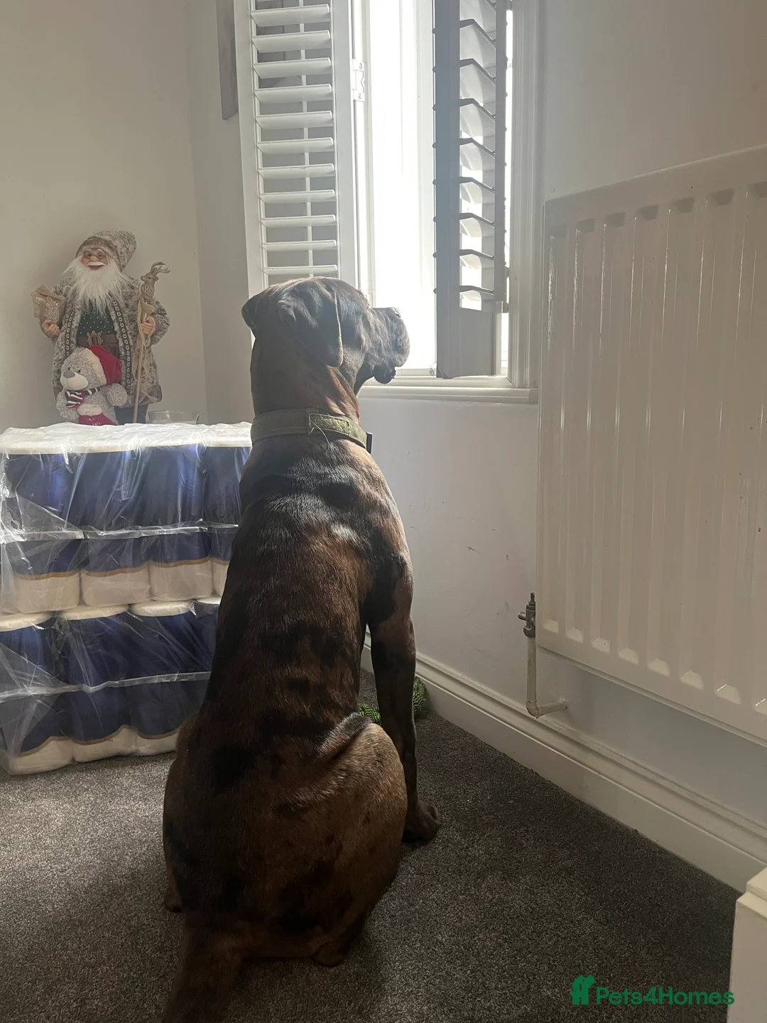 Mixed Breed dogs for sale: Cane Corso Merle male  - Advert 3