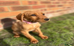Labrador Retriever dogs for sale: Fox Red Labrador’s  - Image 9