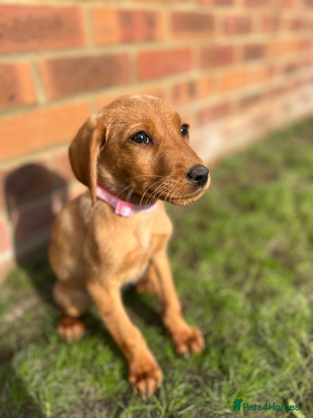 Labrador Retriever dogs for sale: Fox Red Labrador’s  - Image 9