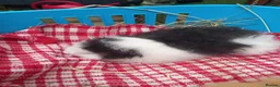 Guinea Pig rodents for sale: Swiss baby boys - Advert 3