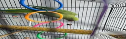 Parrots birds for sale: Indian Ringneck Parrot  in Barking - Advert 4