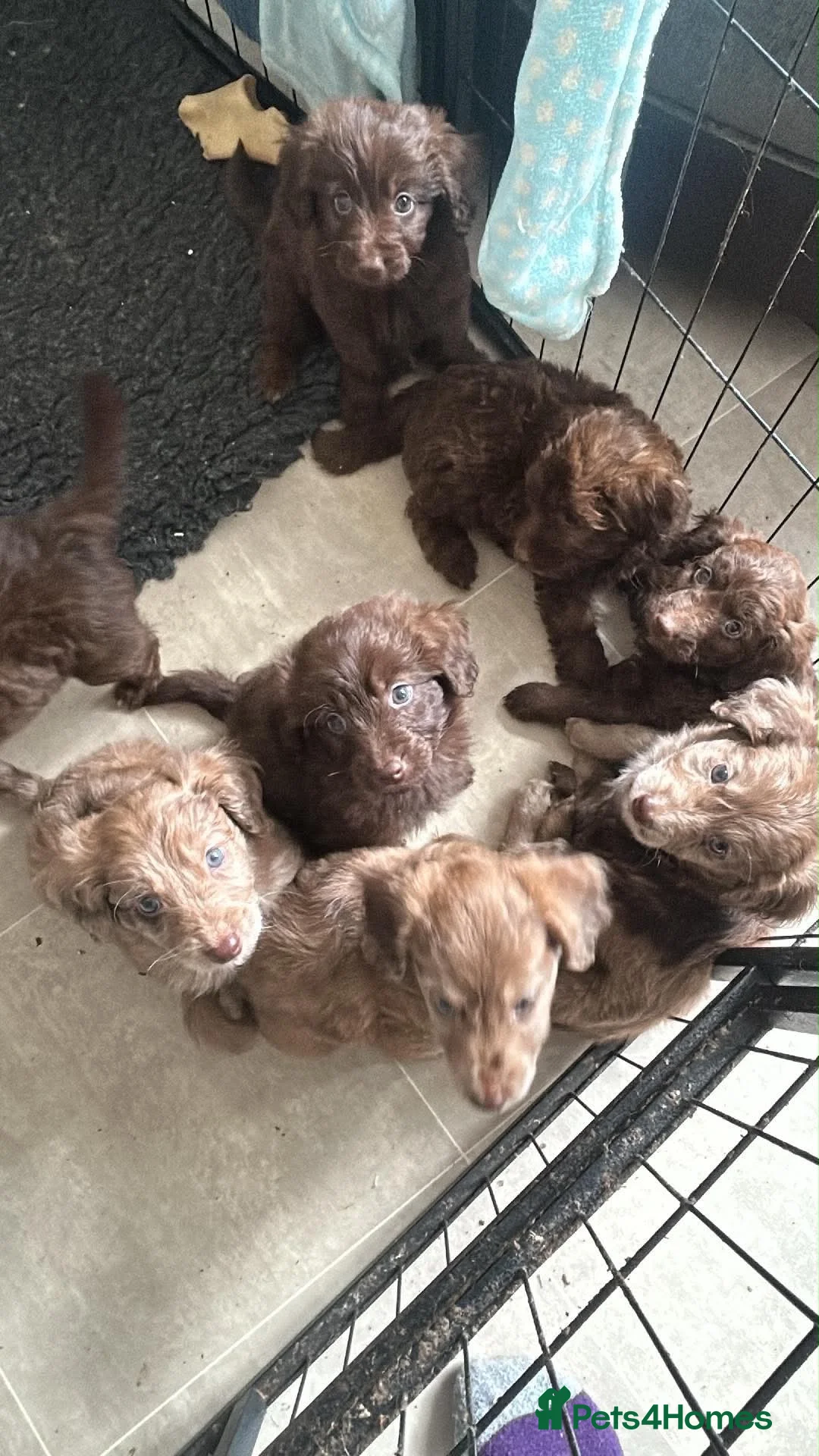 Goldendoodle dogs for sale: Goldendoodles - Ready to leave this weekend - Advert 2