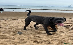 Cane Corso dogs for sale: Cane corso bitch looking for the perfect home  - Image 2
