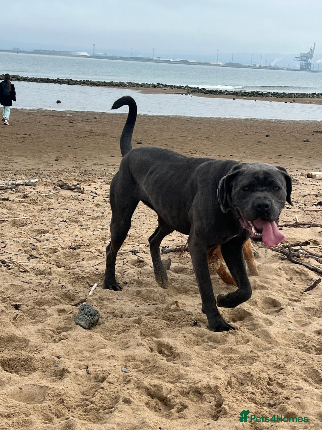 Cane Corso dogs for sale: Cane corso bitch looking for the perfect home  - Image 2