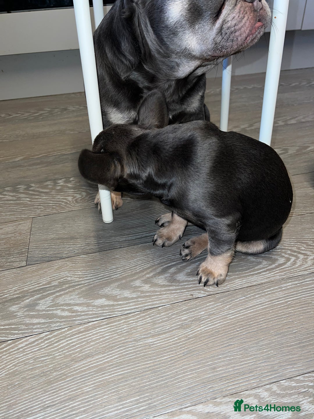 French Bulldog dogs for sale: Adorable Purebred Female French Bulldogs Ready! - Advert 10