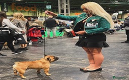 French Bulldog dogs for sale: Champion Sired Fawn / red fawn French bulldogs - Advert 21