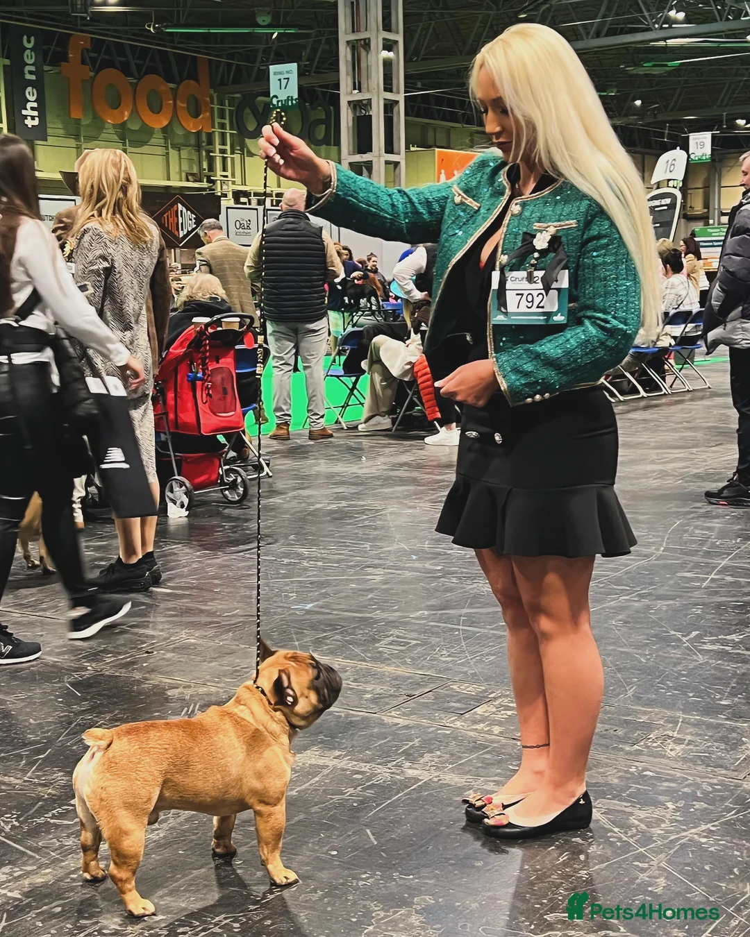 French Bulldog dogs for sale: Champion Sired last female Fawn French bulldog - Advert 8