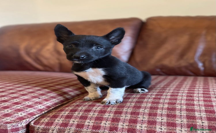 Mixed Breed dogs - Advert 10