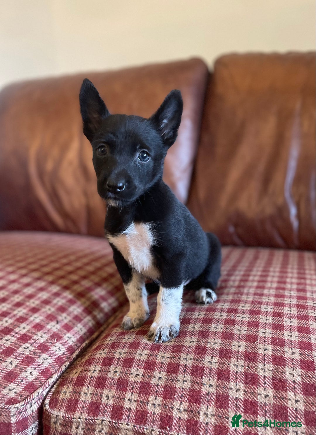 Mixed Breed dogs for sale: Beautiful litter of Australian Kelpies x Collie  - Image 1