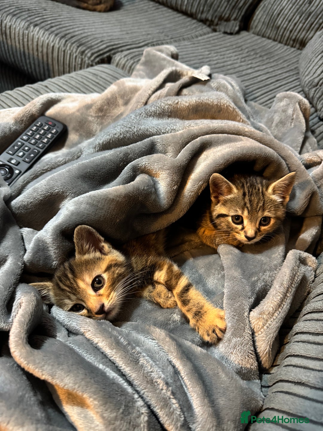Mixed Breed cats for sale: American bobtail / tortoise shell - Image 2