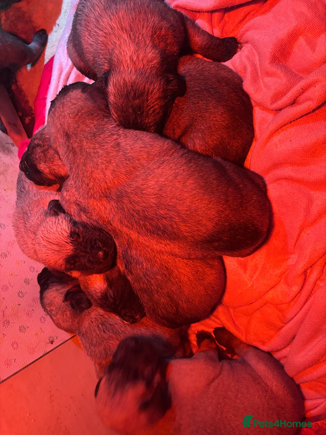 Anatolian Shepherd dogs for sale: Beautiful litter 5 girls left  - Advert 16
