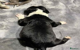Sheepadoodle dogs for sale: unique midi sheepadoodle babies - Image 4