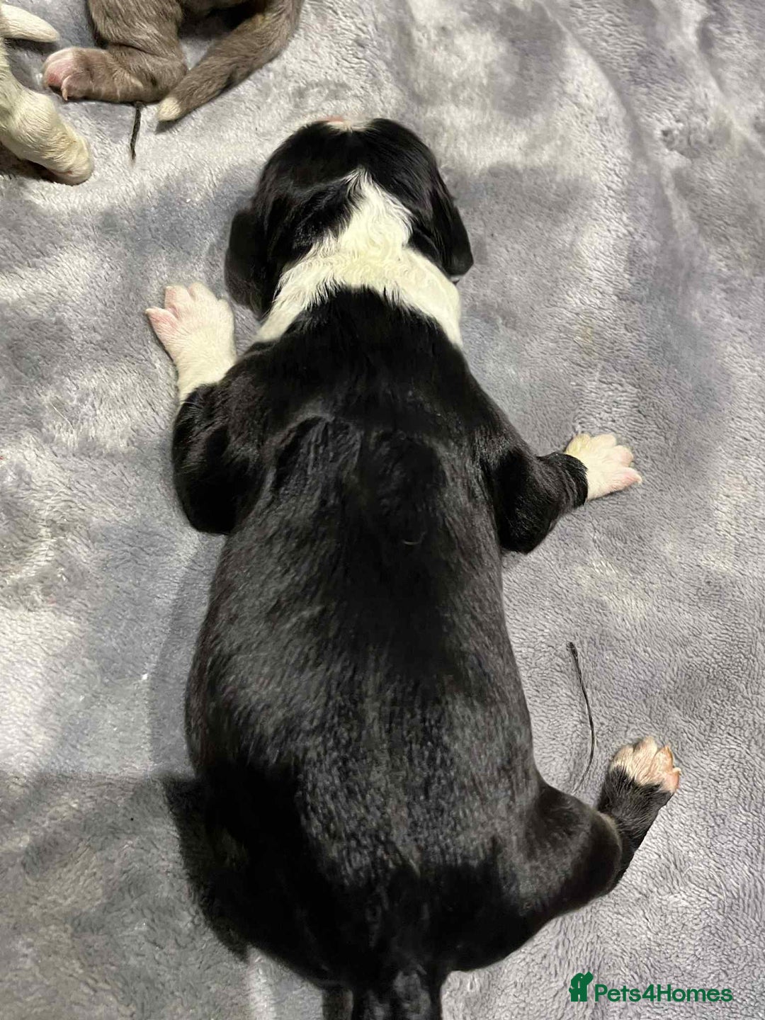 Sheepadoodle dogs for sale: unique midi sheepadoodle babies - Image 4