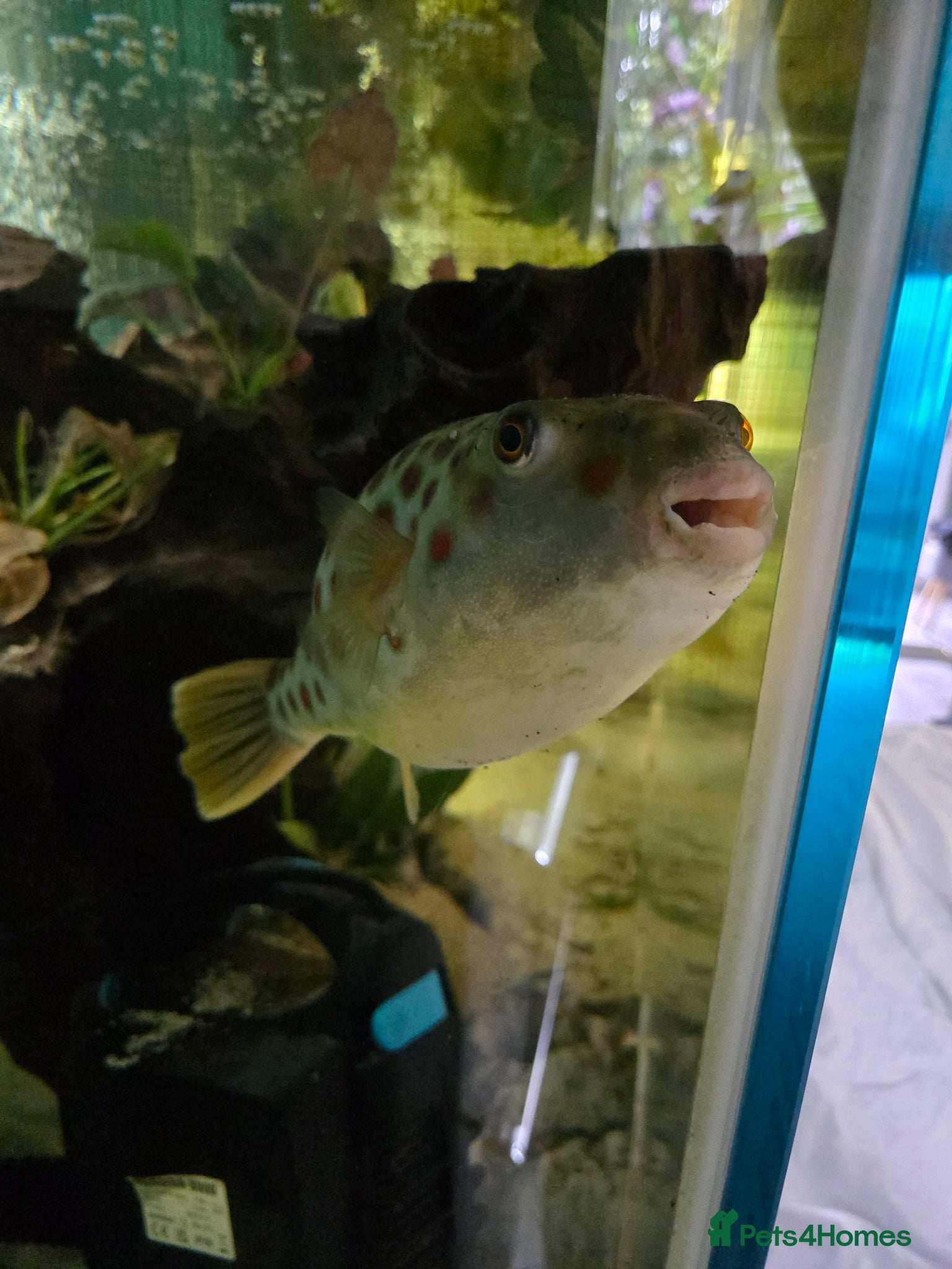 Pufferfish fish CROSS RIVER PUFFERFISH  - Advert 1