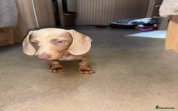 Miniature Dachshund dogs for sale: Boy miniature dashound  - Image 1