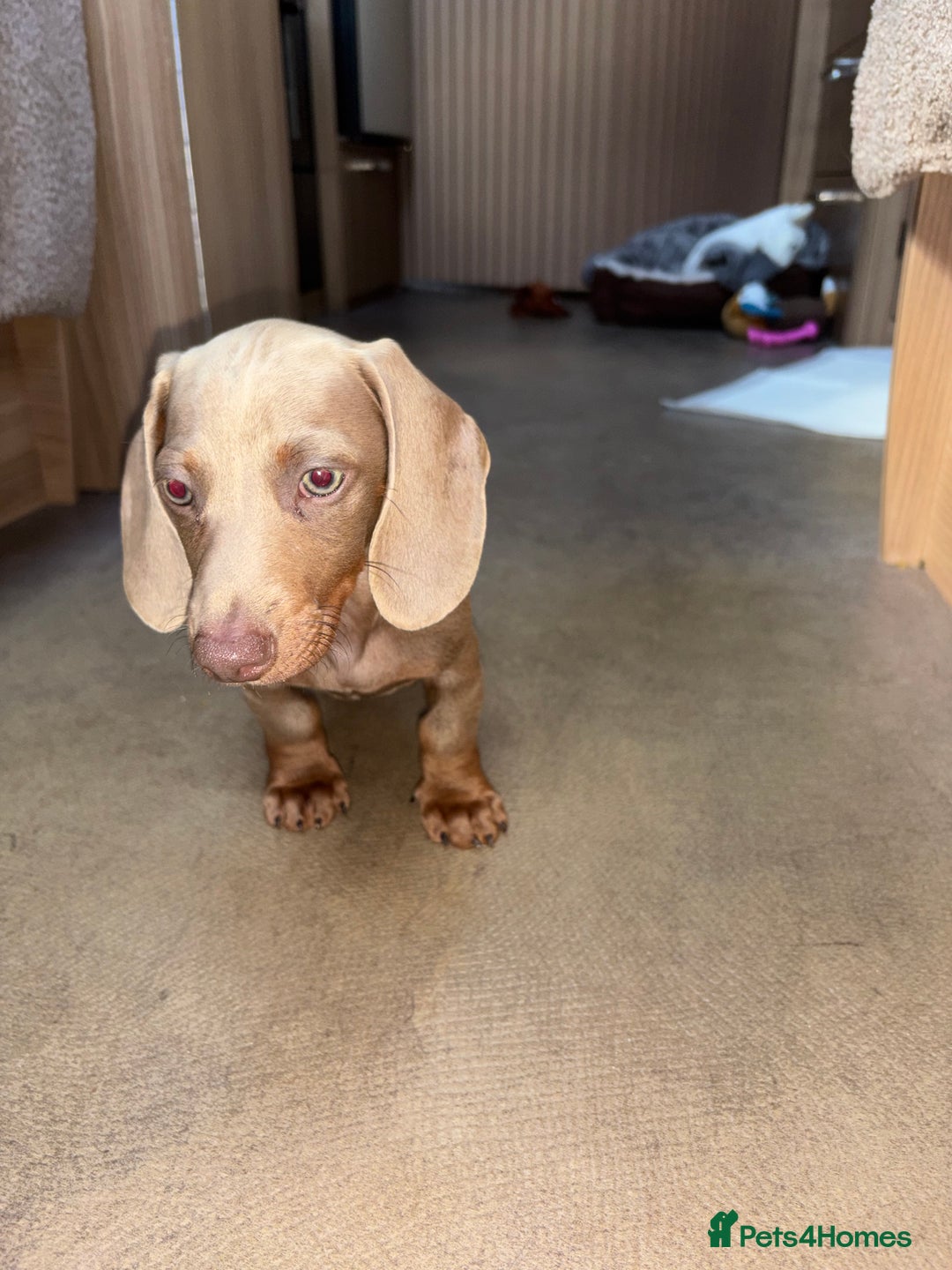 Miniature Dachshund dogs for sale: Boy miniature dashound  - Image 1