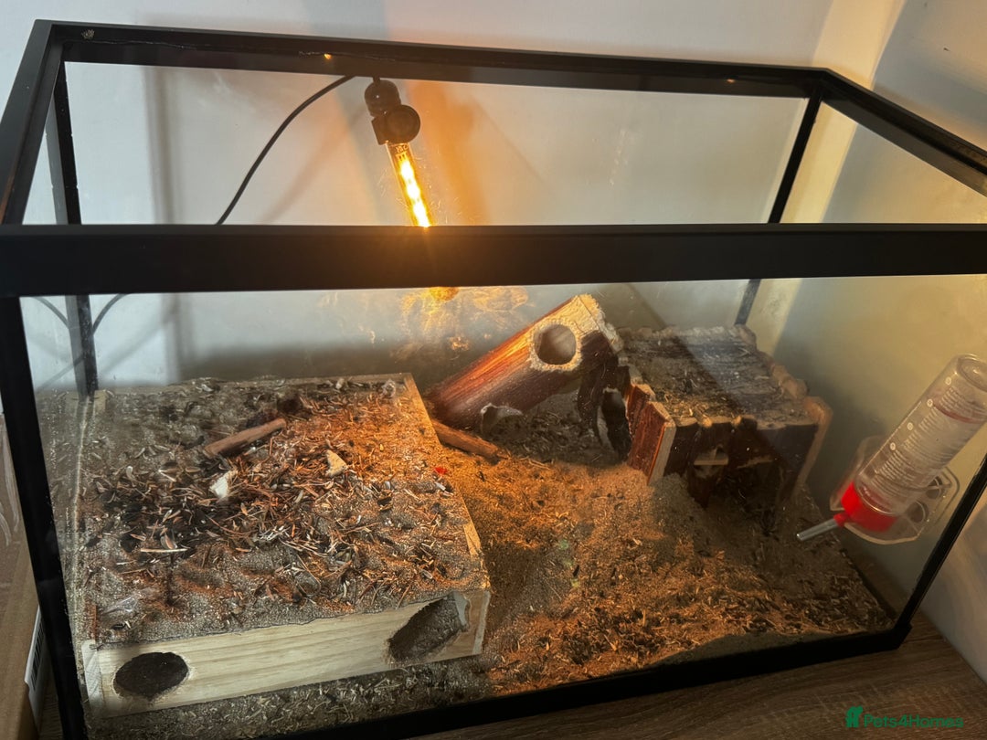 Gerbil rodents for sale: PAIR OF MALE GERBILS - 6mo tame 1 brown 1 white  - Image 7