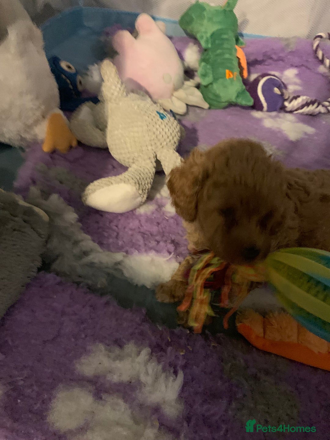 Cavapoo dogs for sale: Toy Cavapoo puppies - Advert 15