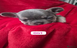 French Bulldog dogs for sale: French bulldog puppies  - Advert 6