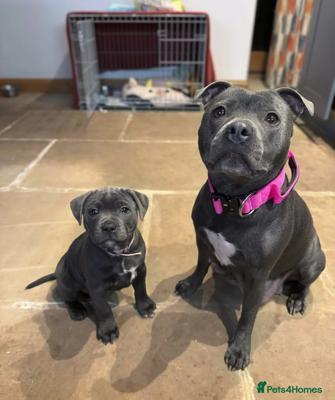 Staffordshire Bull Terrier dogs for sale: %100Playful Staffy Puppies Well Socialized  in Bridgwater - Advert 1