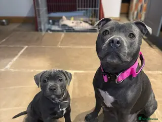 Staffordshire Bull Terrier dogs %100Playful Staffy Puppies Well Socialized - Advert 8