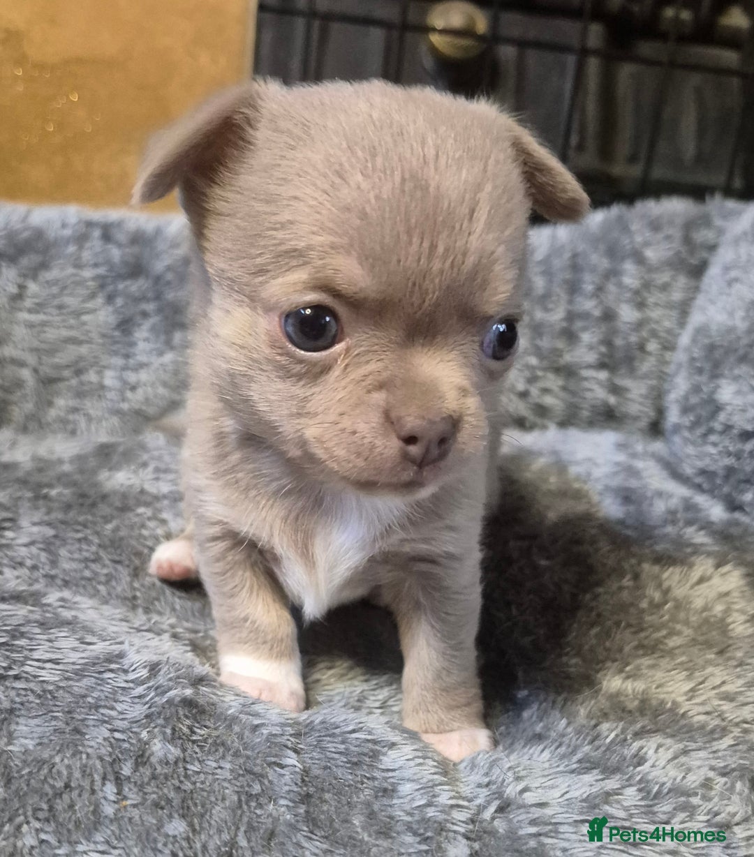Chihuahua dogs for sale: KC chihuahua puppies  - Advert 10