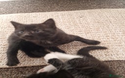 European cats for sale: Tuxedo and black kittens - Image 10