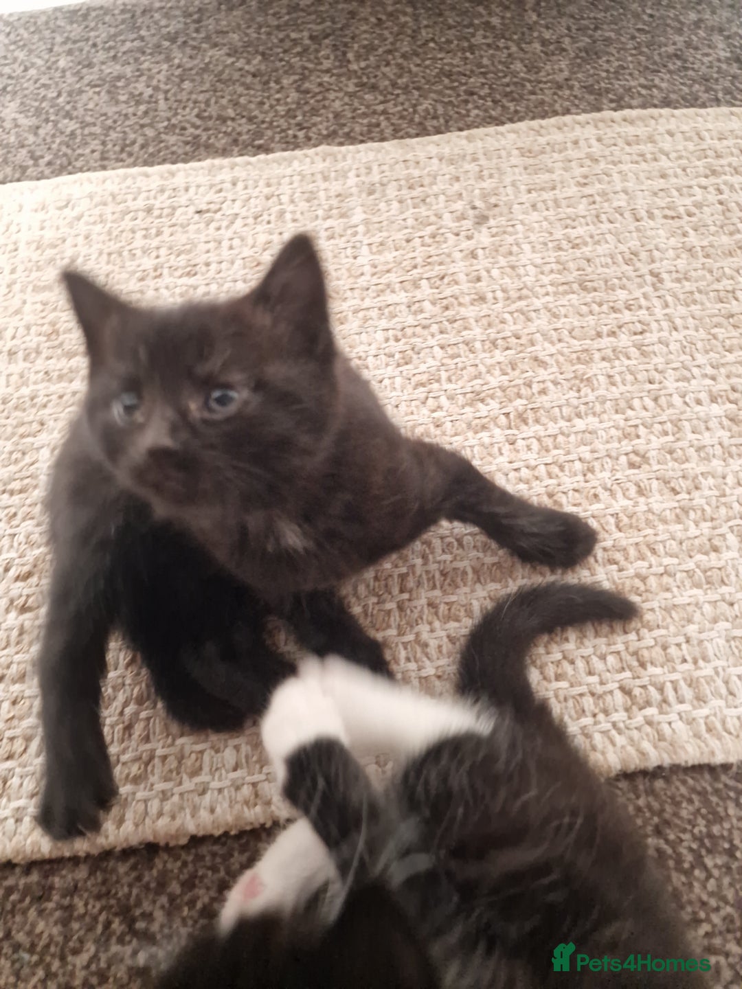 European cats for sale: Tuxedo and black kittens - Image 10