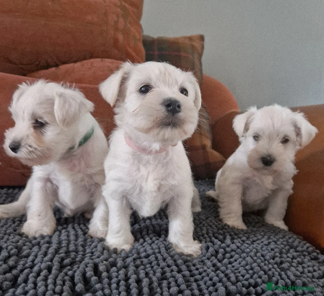 Miniature Schnauzer dogs for sale:  Pedigree Silver white minature schnauzer  - Advert 1