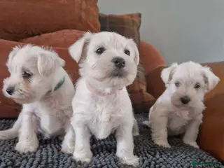 Miniature Schnauzer dogs Pedigree Silver white minature schnauzer - Advert 12