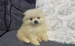 Pomeranian dogs for sale: ✨ Fluffy Pomeranian Puppies – Ready in October! - Image 12