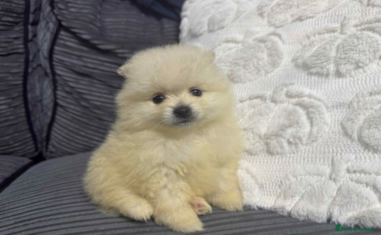 Pomeranian dogs - Advert 16