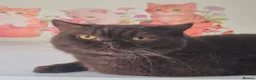 British Shorthair cats for sale: RESERVED *GCCF Registered Chocolate girl 'Hope' * - Advert 2
