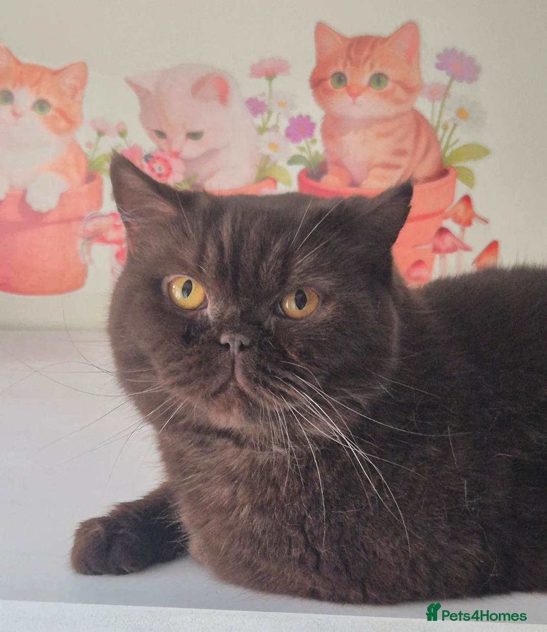 British Shorthair cats for sale: RESERVED *GCCF Registered Chocolate girl 'Hope' * - Advert 2