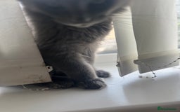 Maine Coon cats for sale: Atlas (Smokey Blue/Grey Maine Coon  - Image 9