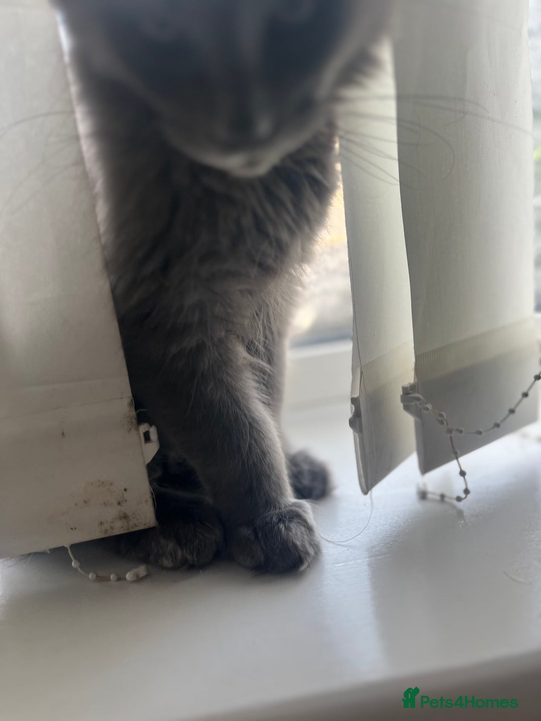 Maine Coon cats for sale: Atlas (Smokey Blue/Grey Maine Coon  - Image 9