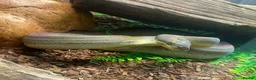 Python Snake reptiles for sale: Liasis Mackloti (Macklots Python)  in Chatham - Advert 3