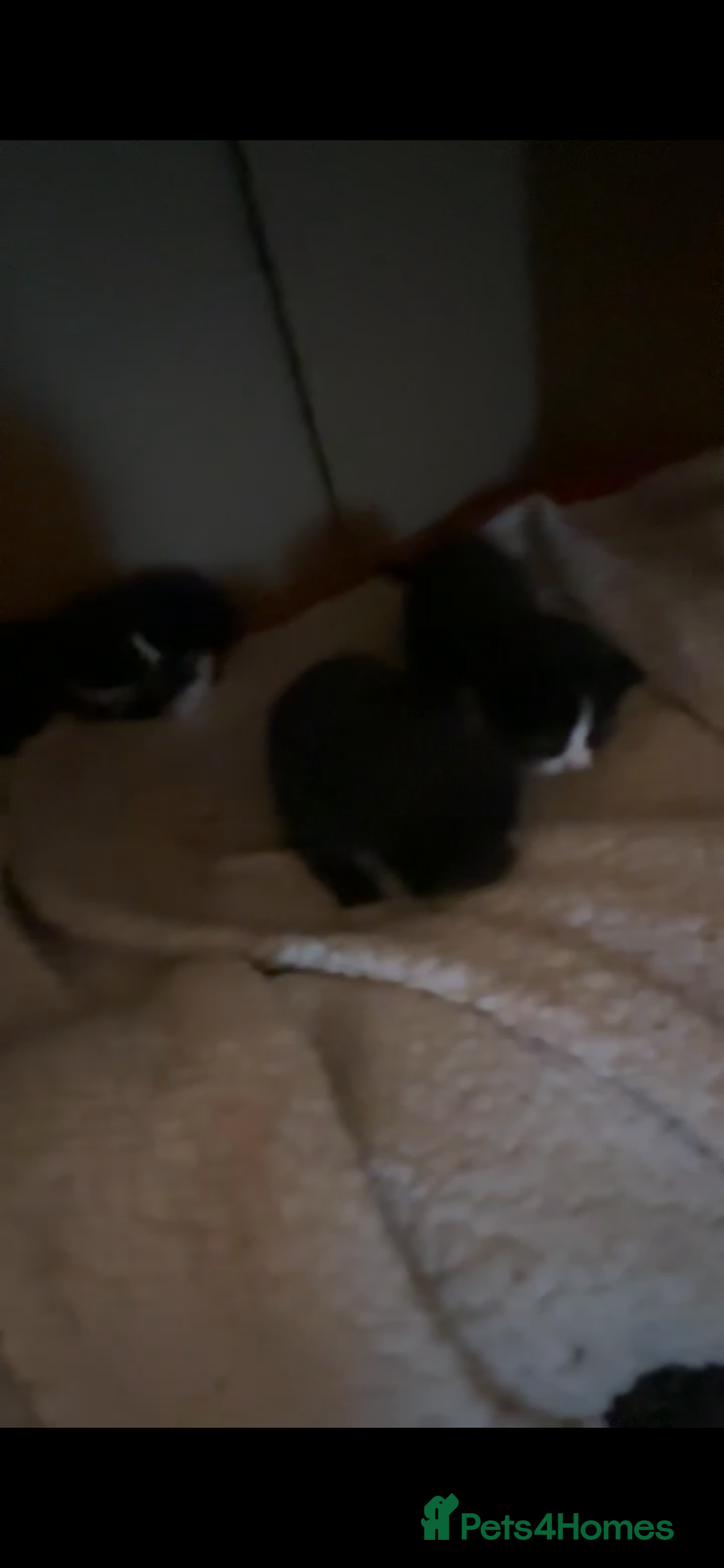 Mixed Breed cats for sale: Family/4 kittens and cat  - Image 1