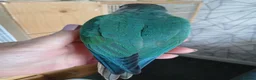 Conures birds for sale: Conure in Clacton-on-Sea - Advert 2