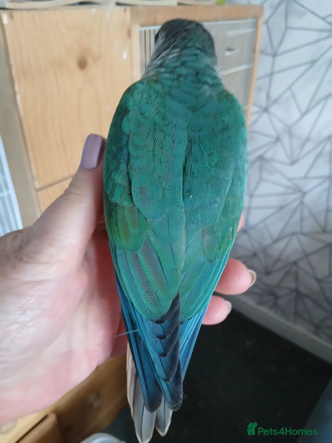 Conures birds for sale: Conure in Clacton-on-Sea - Advert 2